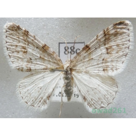 Venusia cambrica Curtis, 1839 Czech88c